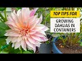 Top Tips For Growing Dahlias In Containers