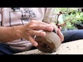 akamatsu how to bend a thick trunk. can it be done in july bonsai q