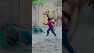 Dado gir gai 🥺 || Camel Attack || #trending #viral #cowmandivlog