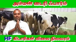 அம்மன் டைரி ஃபார்ம் HF கிடாரிகள் விலை நிலவரம்/dairy farm video/Amman cow dairy farm/in tamilnadu..