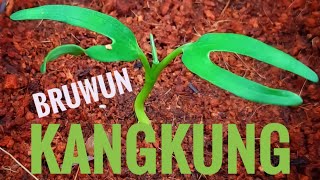 Cara asik dan mudah menanam dirumah | Kangkung Darat(polybag)