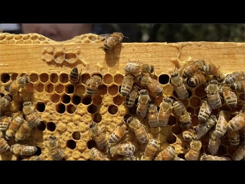 WHD 2020: Santa Clara Valley Beekeepers 2 - YouTube