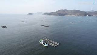 ドローン　空撮「室津のカキ養殖」