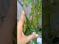 Pemanfaatan pekarangan rumah #berkebun  #tanamansubur #berkebundirumah #fypシ゚viral #fyp #viralvideo