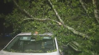 Massive tree falls, damages cars at Altamonte Springs apartment complex during Ian