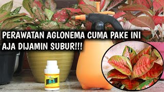 TERNYATA INI RAHASIA PENYUBUR AGLONEMA #aglonema #kembang