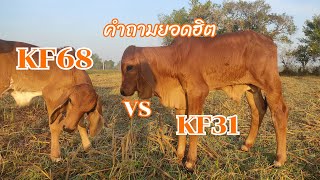 รีวิวผลงาน KF31 และ KF68 ครับ