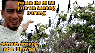 merinding_pulau tempat para burung berkembang biak