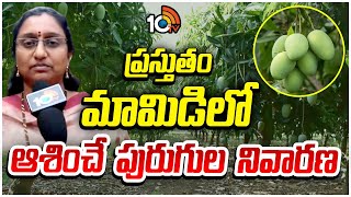 ప్రస్తుతం మామిడిలో ఆశించే పురుగుల నివారణ | Mango Cultivation | Matti Manishi | 10TV