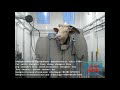 how cattle halal ritual kosher rotary killing box works cow abattoir slaughtering equipment supplier