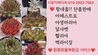 (식목일, 청명) 왕대품들 특가판매 헬리아 ♡아메스트로♡야생마리아 ♡한스에보니 왕대품 ♡멕시코야생마리아♡프랭크슈퍼클론 ♡스텔라대품♡맥라이징대품♡원종에보니♡달샤벳