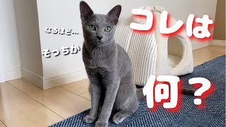 ベッドと理解できなかったかわいい猫が、わかった途端にドヤ顔ｗ【ロシアンブルー】子猫