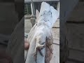 pigeon голуби birds kabootar Чужой черноносый голубь. Самец. Таджикистан Душанбе