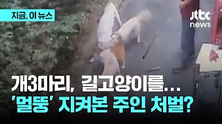 길고양이 공격한 반려견…'멀뚱' 지켜본 견주｜지금 이 뉴스