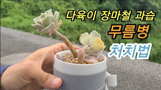 장마철 다육이 과습 무름병 처치법