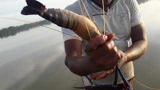 Very Nice !!! Big Shrimp Fishing | Traditional Shrimp Fishing | Shrimp Hunting | Net Fishing