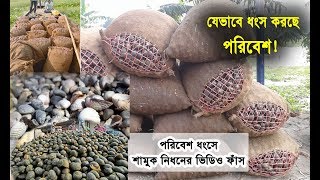 শামুক নিধনে যেভাবে ধংষ করছে পরিবেশ | Environment is collapsing by Snail killing