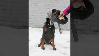 Doberman Earns a Living Begging on Streets || ViralHog