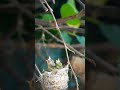 Sarang Burung Pleci Di alam liar #birds #bird #burungkicauan #shorts #viral #trending #reels #video