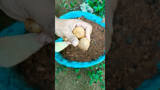 ഉരുളക്കിഴങ്ങ് എങ്ങനെ കൃഷി ചെയ്യാം| how to plant potato