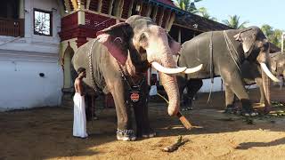 Elephant,തൃപ്പൂണിത്തുറ ഷേത്രത്തിലെ ഗജവീരന്മാർ(2021)