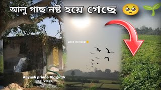 আলু গাছ নষ্ট হয়ে গেছে 🥺 🌱 @Aayushprincevlogs1k #viralvideo #vlogsvideo #tredingvlogs #villagelife