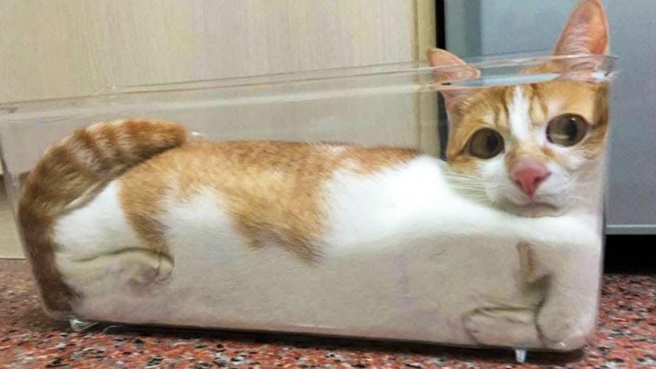 ёяшв Funniest ёяр Cats And ёяр Dogs тау Awesome Cute Pet Animals Life ёяшз