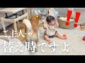 オムツの替え時を完璧に教えてくれる優秀なベビーシッター犬がこちらです