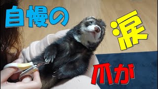 自慢の爪が切られます。首根っこそこは弱いです。【フェレットのguriちゃん】