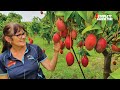 How American Farmers Harvest Thousands Of Tons Of Mango Fruits - Mango Harvesting United States