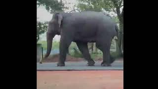 Wild Elephant in sri lanka | පාරට ආපු වල් අලියා