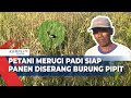 Lebih Dari 100 Hektar Tanaman Padi Siap Panen Diserang Burung Pipit, Petani Merugi