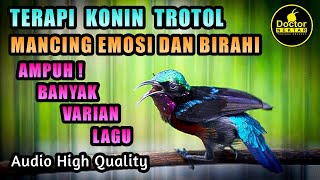 TERAPI MENAIKKAN BIRAHI AGAR BURUNG KONIN GACOR FULL ISIAN NEMBAK TEMBAKAN, COCOK BUAT KOLIBRI BAHAN