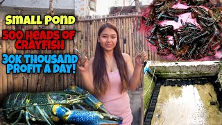 Small Pond|500 Heads of CRAYFISH|30THOUSAND PROFIT A DAY!!|300 THOUSAND A MONTH!!CRAYFISH FARMING|😱😱