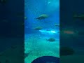 美ら海水族館内カフェ 水槽席（有料）