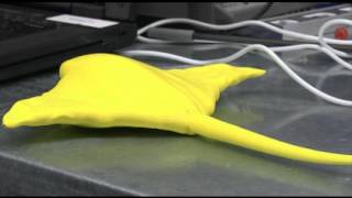 The Mantabot