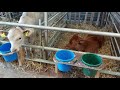 calf rearing. tips and tricks