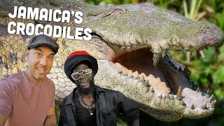 Up Close with the Jamaican Crocodile! The Holland Crocodile Sanctuary 🇯🇲