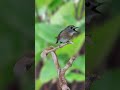 Keajaiban Sikatan Rimba Dada Cokelat: Pesona Burung Cantik di Hutan S1E16 #bird #srdc #birdsinging