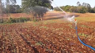 Irrigação com Canhão Asperjato Irrigação com mini canhão Asperjato Sistema para irrigação