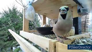 北海道野鳥ライブ　ダイジェスト　2024年04月17日　～野鳥さんは繁殖期で大忙し。そんな中でもライブに来てくれるアカゲラ、シジュウカラ～