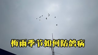 梅雨季节遇到鸽子繁殖期，鸽病陆续增多，这个阶段防病比治病重要