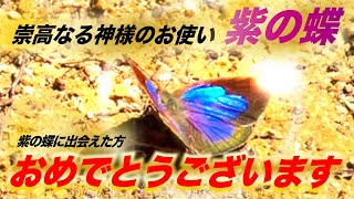 紫の蝶に導かれた人「おめでとうございます」ついに豊潤のステージへ進むサインです｜ 早瀧比咩神社　【遠隔参拝】