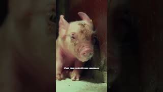 HOW DOES IT FEEL TO AWAIT FOR YOUR TURN TO DIE? #pig #reality #pov #animals #shortvideo #shorts