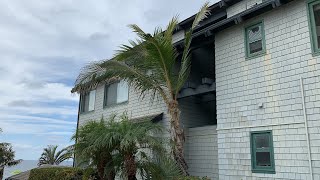 Incredible Mature Coconut Palm in Del Mar, California