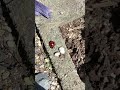 てんとう虫🐞の大冒険