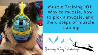 Muzzle Training 101