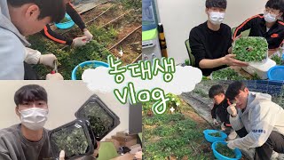 [VLOG] 수확한 허브🌿로 티백 만들기