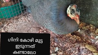 ഗിനി കോഴി കൂട്ടില്‍ കയറി മുട്ട ഇട്ടു/Guinea laying egg/jamsi's home