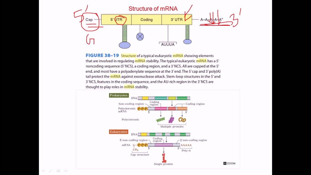 Mrna Definition